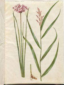 Butomus umbellatus (brudelys); Phragmites australis (roseau commun) - Hans Simon Holtzbecker