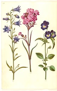 Campanula rotundifolia (campanule à feuilles rondes); Silene viscaria (silène visqueux); Viola tricolor (pensée sauvage)
