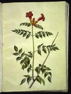 Campsis radicans (trompette commune)