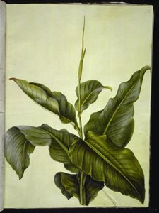 Canna (kanna) - Hans Simon Holtzbecker