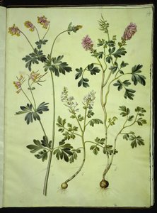 Capnoides sempervirens (harlequin); Corydalis solida (corydale solide)