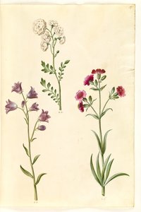 Cardamine pratensis (cresson des prés); Campanula rotundifolia (?) (campanule à feuilles rondes); Silene vulgaris (?) (silène enflé) - Hans Simon Holtzbecker