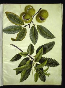Castanea sativa (châtaignier) - Hans Simon Holtzbecker