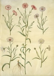Centaurea cyanus (bleuet)