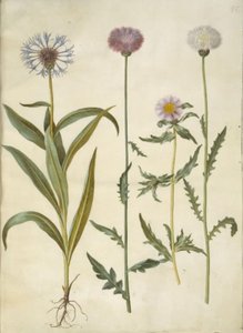 Centaurea montana (bleuet des montagnes); Amberboa moschata (sultan musqué)