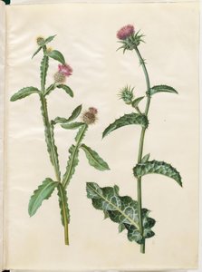 Centaurea seridis; Silybum marianum (chardon-Marie) - Hans Simon Holtzbecker
