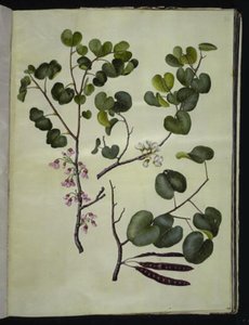 Cercis siliquastrum (arbre de Judée commun)