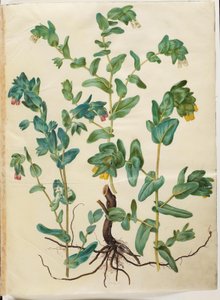 Cerinthe major - Hans Simon Holtzbecker