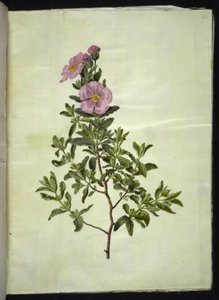 Cistus creticus (ciste de Crète) - Hans Simon Holtzbecker