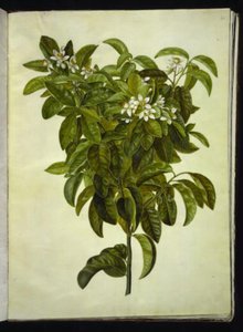 Citrus limon (citron commun) - Hans Simon Holtzbecker