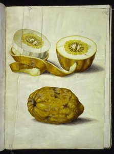 Citrus medica (cédrat) - Hans Simon Holtzbecker