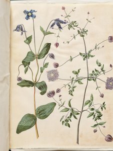 Clematis integrifolia (clématite bleue); Clematis viticella (clématite italienne)