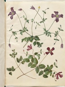 Clematis viticella (clématite italienne) - Hans Simon Holtzbecker
