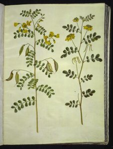 Colutea arborescens (baguenaudier); Hippocrepis emerus (coronille arbrisseau)