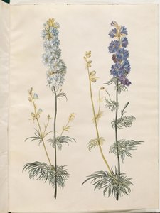 Consolida ajacis (delphinium des jardins)