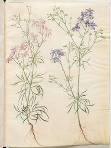 Consolida regalis (pied d