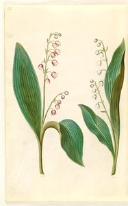 Convallaria majalis rosea (muguet rose); Convallaria majalis (muguet)