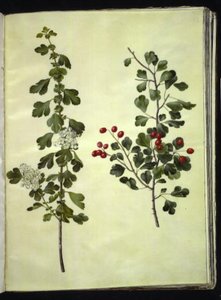 Crataegus laevigata (aubépine commune)