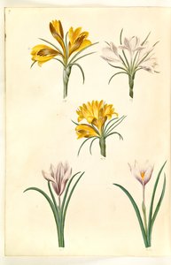 Crocus angustifolius (crocus des Balkans); Crocus versicolor (crocus des Alpes); Crocus vernus (?) (crocus de printemps) - Hans Simon Holtzbecker