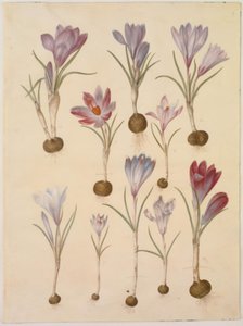 Crocus vernus
