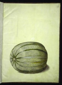 Cucumis melo (melon)