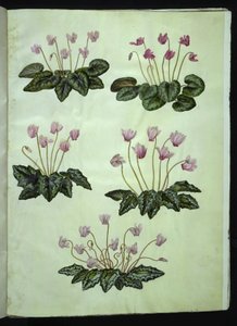 Cyclamen purpurascens (cyclamen des Alpes) ; Cyclamen hederifolium (cyclamen à feuilles de lierre)