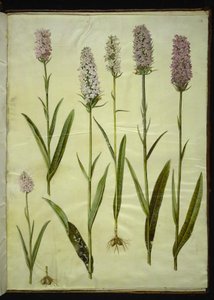 Dactylorhiza maculata (orchis tacheté)