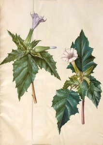 Datura stramonium (datura stramoine)