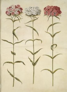 Dianthus barbatus (œillet des poètes)