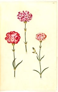 Dianthus caryophyllus (œillet)