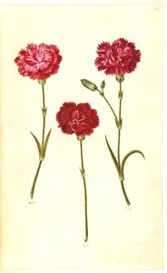 Dianthus caryophyllus (œillet de jardin)