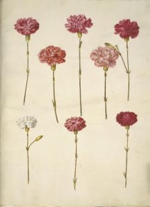 Dianthus caryophyllus (œillet)