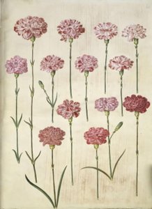 Dianthus caryophyllus (œillet de jardin) - Hans Simon Holtzbecker