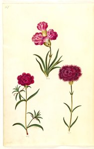 Dianthus caryophyllus (œillet) - Hans Simon Holtzbecker