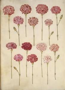 Dianthus caryophyllus (œillet) - Hans Simon Holtzbecker