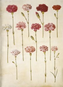 Dianthus caryophyllus (œillet)