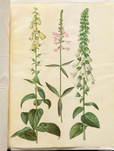 Digitalis grandiflora (digitale à grandes fleurs); Physostegia virginiana (fleur pivotante); Digitalis purpurea (digitale pourpre)