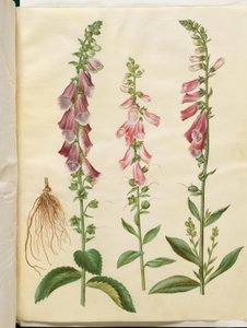 Digitalis purpurea (digitale pourpre)