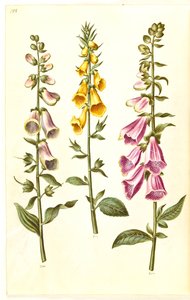 Digitalis purpurea (digitale pourpre); Digitalis grandiflora (digitale à grandes fleurs)