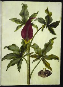 Dracunculus vulgaris (dragonnier commun)
