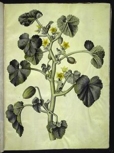 Ecballium elaterium (concombre d