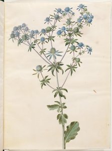 Eryngium planum (panicaut des jardins) - Hans Simon Holtzbecker