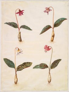 Erythronium dens-canis