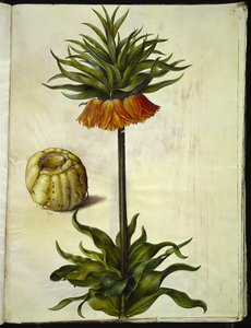 Fritillaria imperialis (couronne impériale)