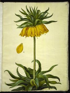 Fritillaria imperialis (couronne impériale)
