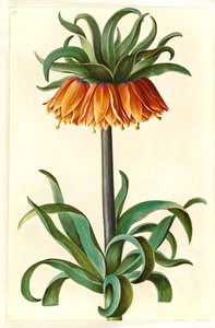 Fritillaria imperialis