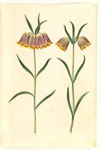 Fritillaria meleagris (fritillaire pintade)
