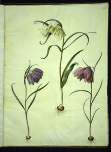 Fritillaria meleagris (fritillaire pintade)