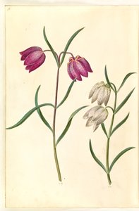 Fritillaria meleagris (fritillaire pintade)