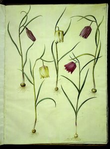 Fritillaria meleagris (fritillaire pintade) - Hans Simon Holtzbecker